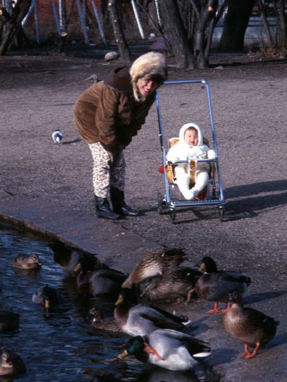 Jack Miner's ducks